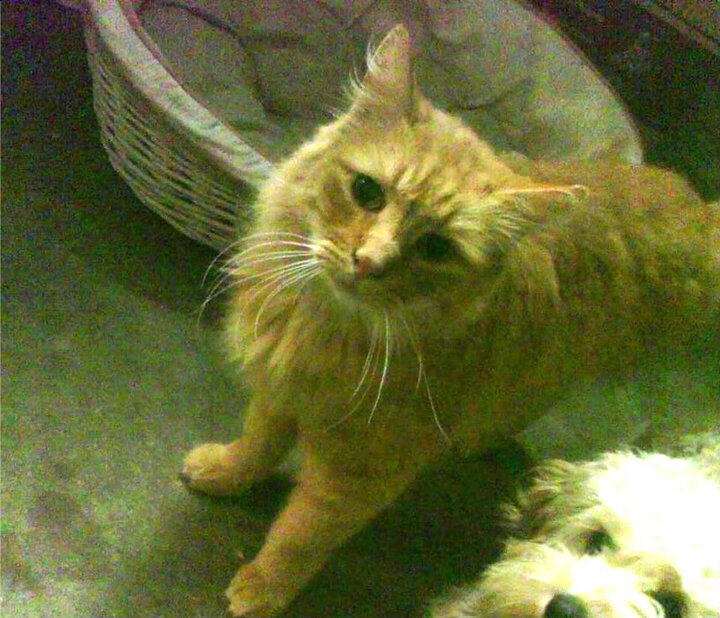 9游游戏官网-《明星选手的冠名赛事：品牌合作的背后策略》，明星冠名产品什么意思