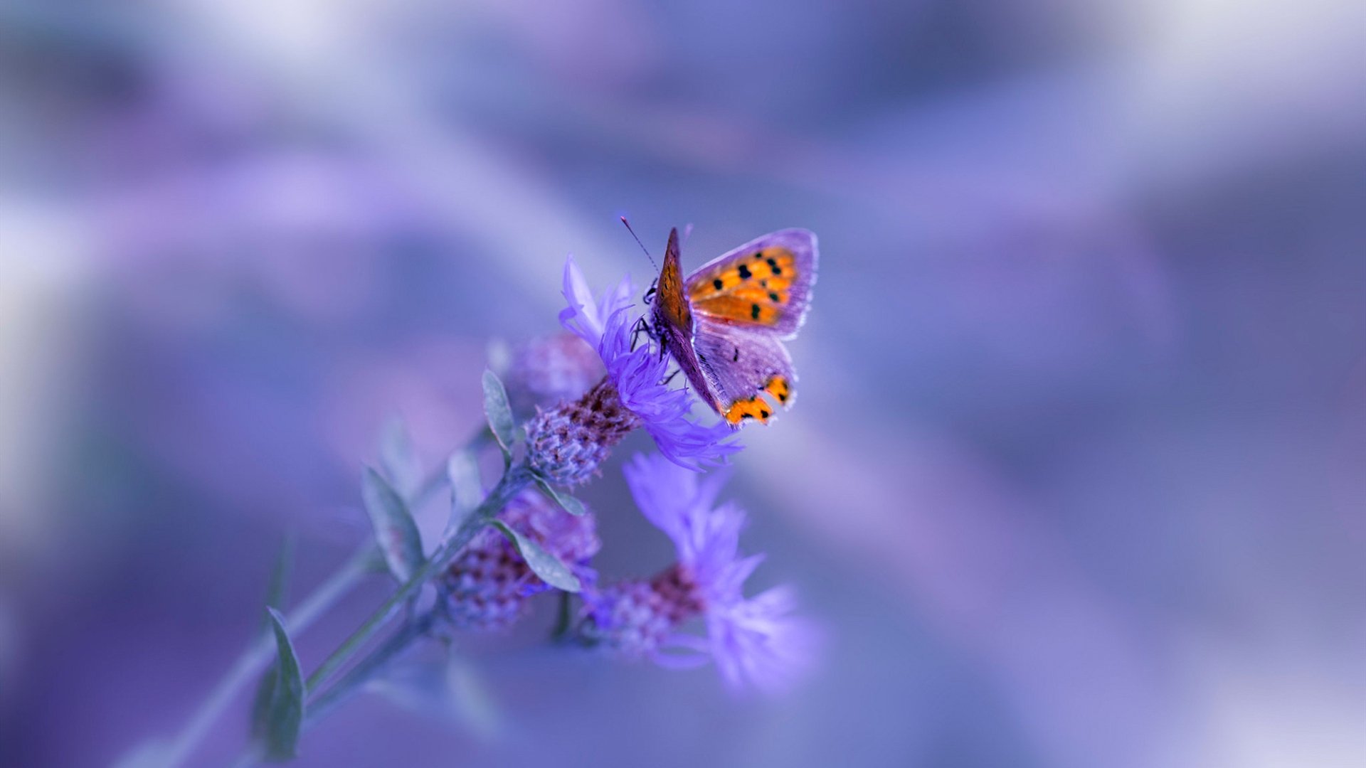 《英雄联盟MSI对决夜，GEN战队展现绝佳状态击败T1》，英雄联盟msi对抗赛赛程