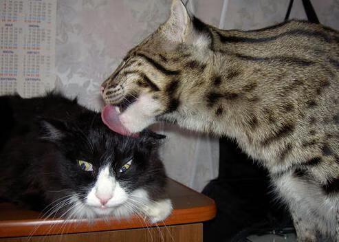 帕瓦尔转会至国际米兰,帕瓦尔身价翻了多少倍