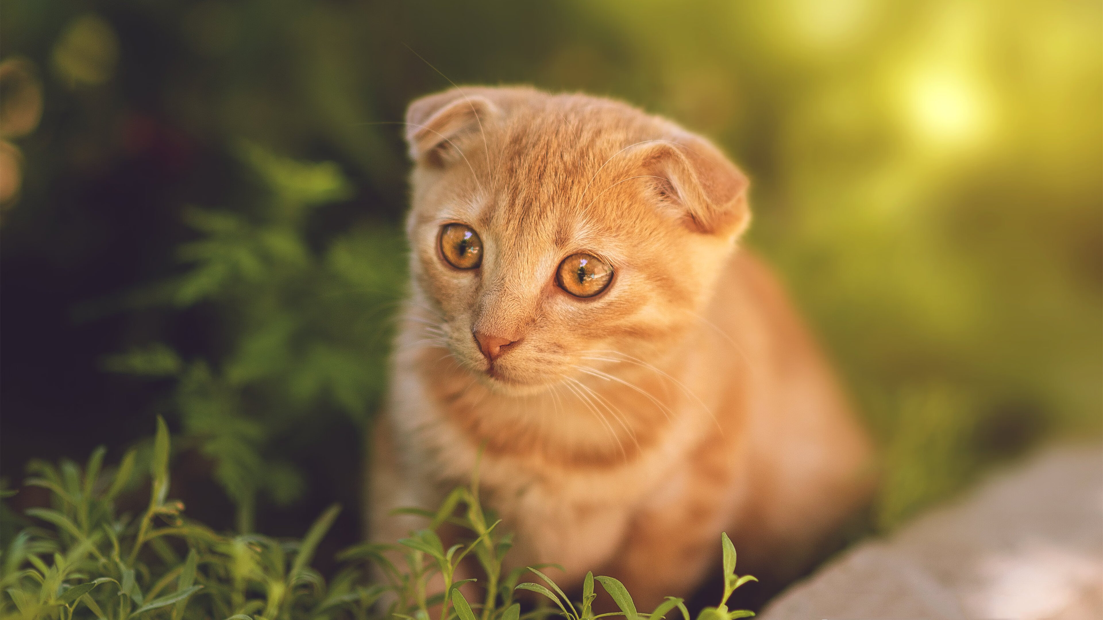 JiuyouAPP下载-悬崖跳水赛：勇者无惧的震撼一跃，悬崖跳水危险吗